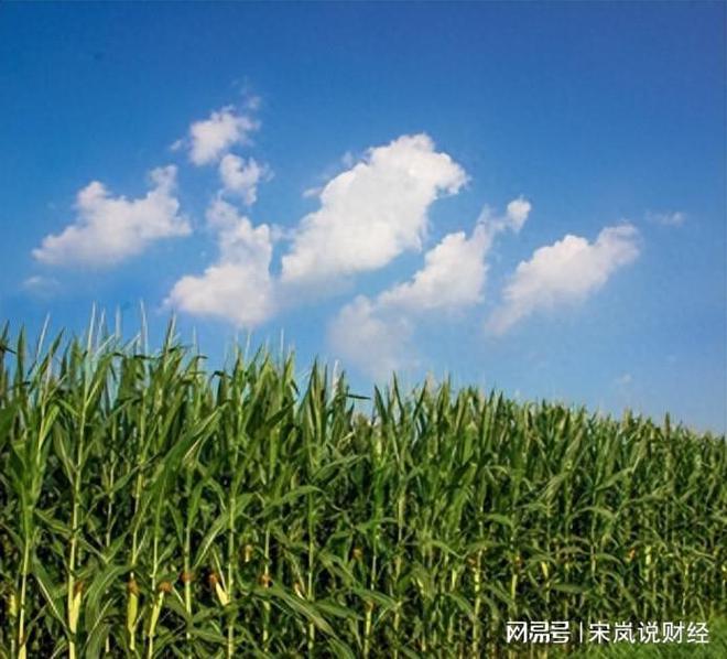 郑州一与上司玉米地 路人见状要求加入 最终 引发 惨案